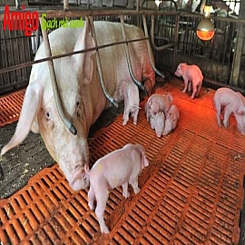 Tuyệt chiêu vệ sinh Sàn nhựa, sàn xi măng hay Sàn kim loại nuôi Heo để phòng dịch tả lợn Châu Phi